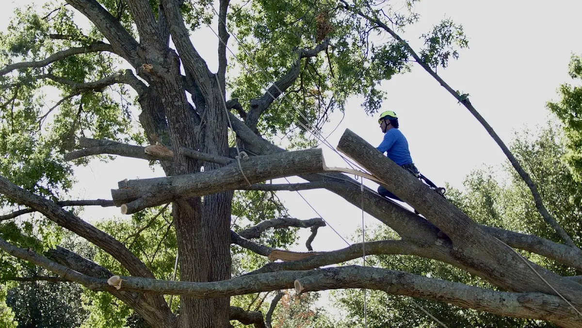 Professional Crown Thinning performed by certified arborists in Villa Park