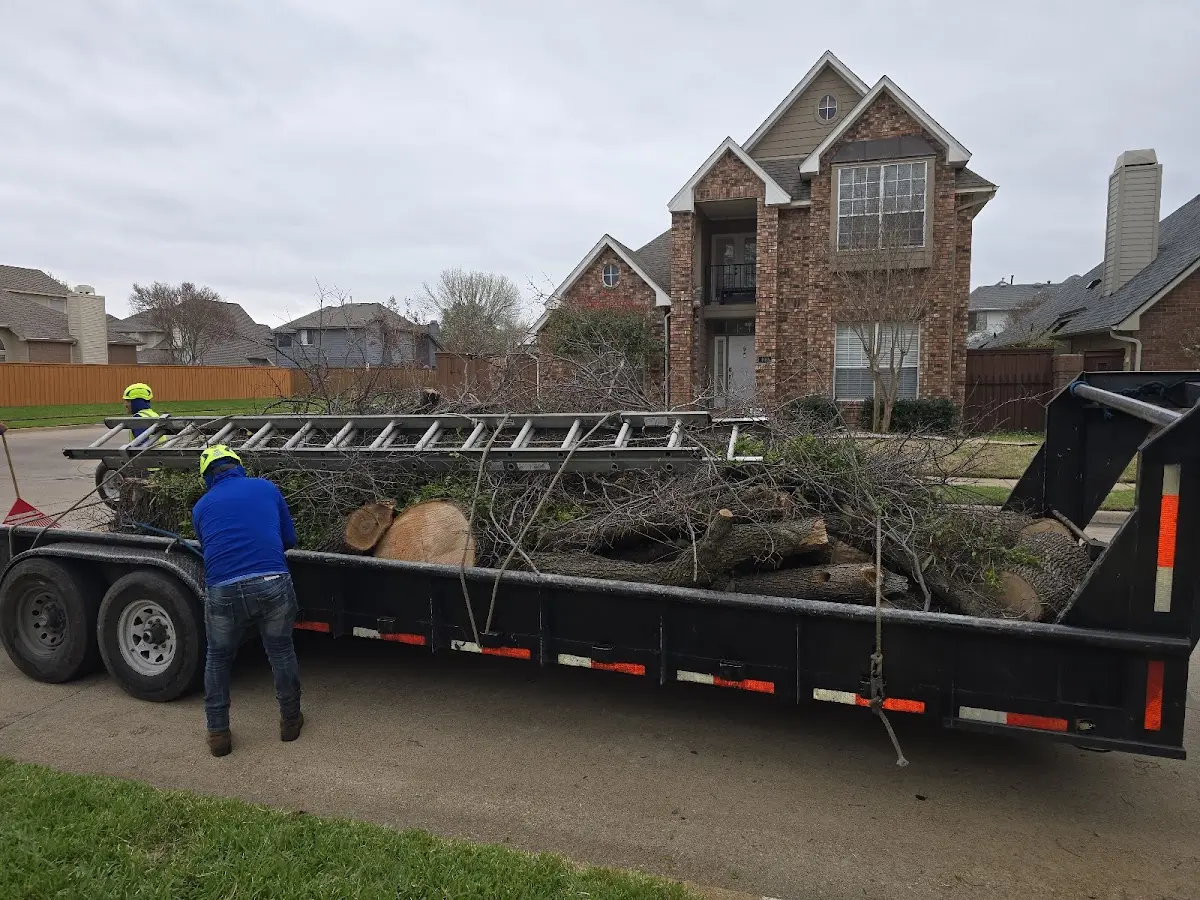 Expert Tree Removal with proper safety equipment in Villa Park